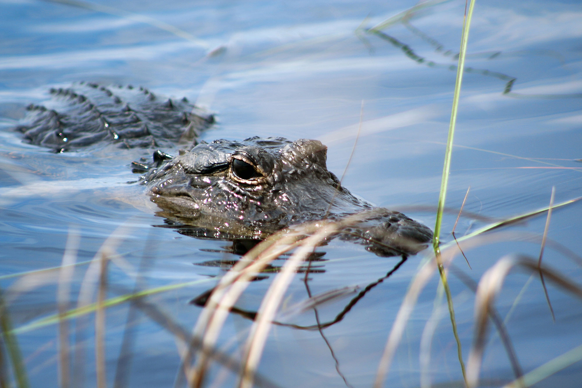 everglades in miami tours